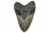 Fossil Megalodon Tooth - North Carolina #351731-1